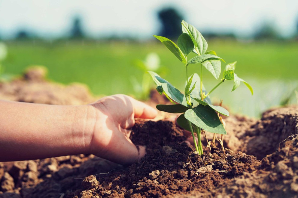 Planter des haricots