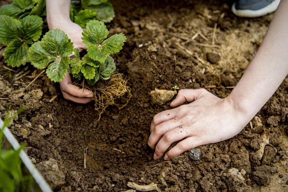 Planter des fraisiers Planter des fraisiers