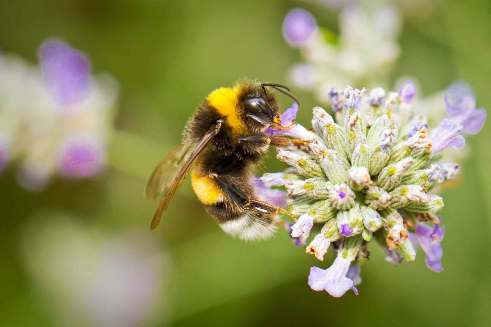 Biene auf einer Blüte Biene auf einer Blüte