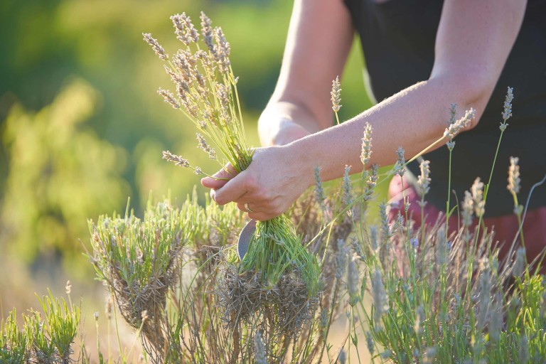 Lavendel schneiden