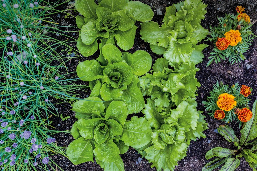 Bauerngarten bepflanzen Bauerngarten bepflanzen