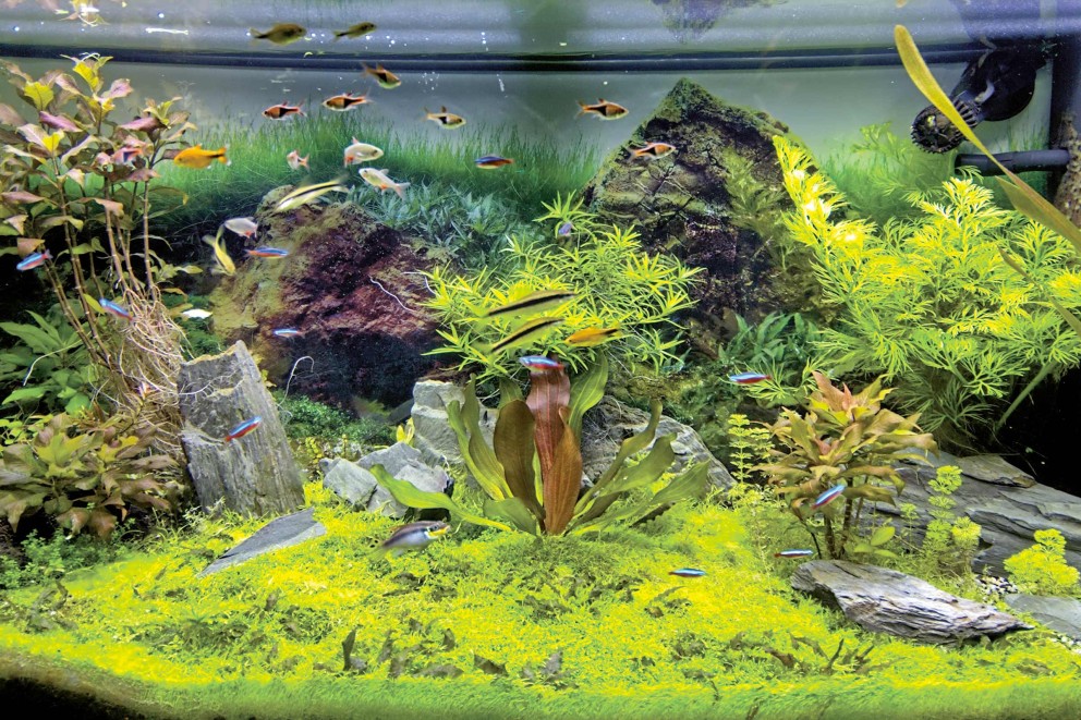 Aquascaping für Anfänger Aquascaping für Anfänger