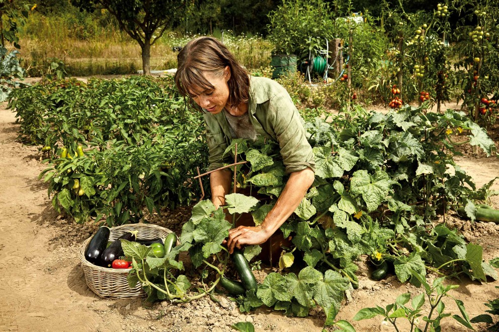 Planter des concombres