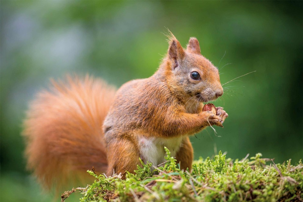 Eichhörnchen im Garten Eichhörnchen im Garten