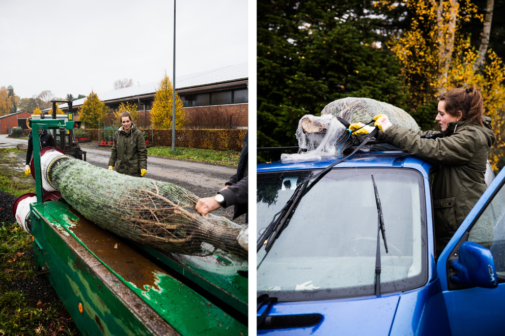 Esther Acason und Angela Oelkers vom «Hof Oelkers» in Wenzendorf netzen die drei Meter grosse Nordmanntanne mithilfe der Einnetzmaschine ein und befestigen sie mithilfe von Spanngurten an dem Dachgepäckträger auf dem Auto Dach von Lucas Wahls VW Bulli. Esther Acason und Angela Oelkers vom «Hof Oelkers» in Wenzendorf netzen die drei Meter grosse Nordmanntanne mithilfe der Einnetzmaschine ein und befestigen sie mithilfe von Spanngurten an dem Dachgepäckträger auf dem Auto Dach von Lucas Wahls VW Bulli.