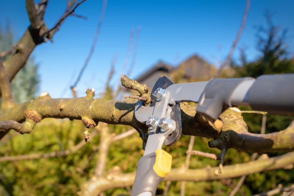 Apfelbaum schneiden: Zeitpunkt Apfelbaum schneiden: Zeitpunkt