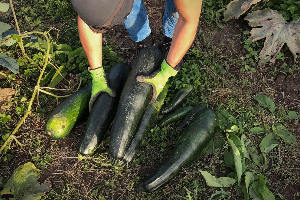 Récolte des courgettes Récolte des courgettes