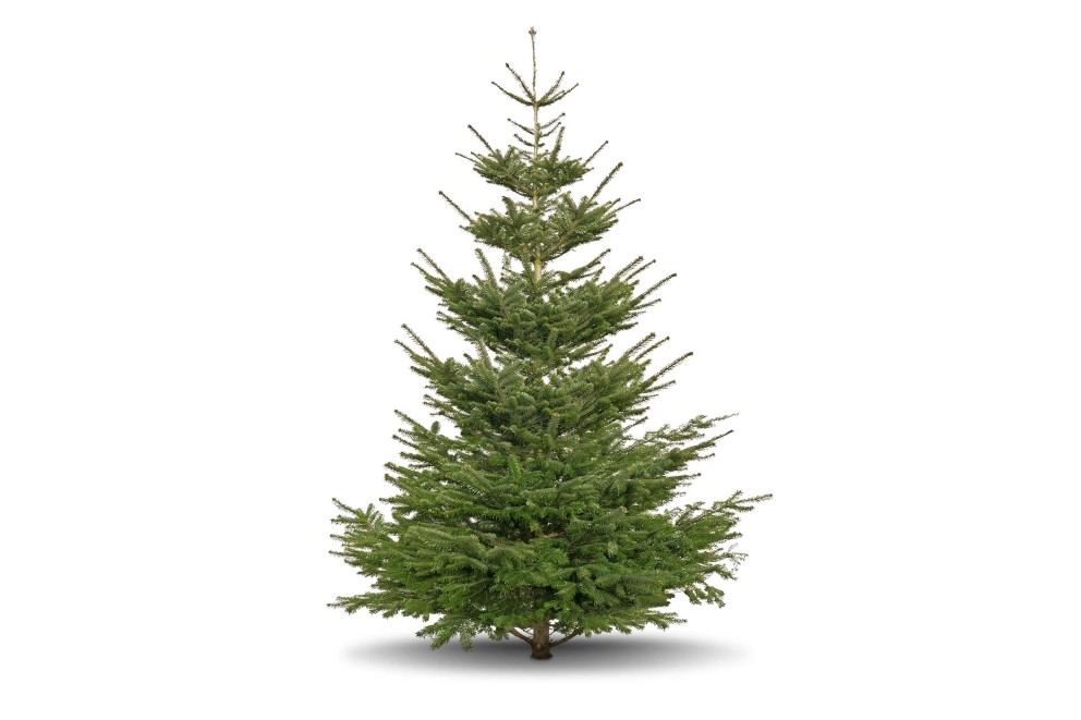 Echte Weihnachtsbäume Echte Weihnachtsbäume