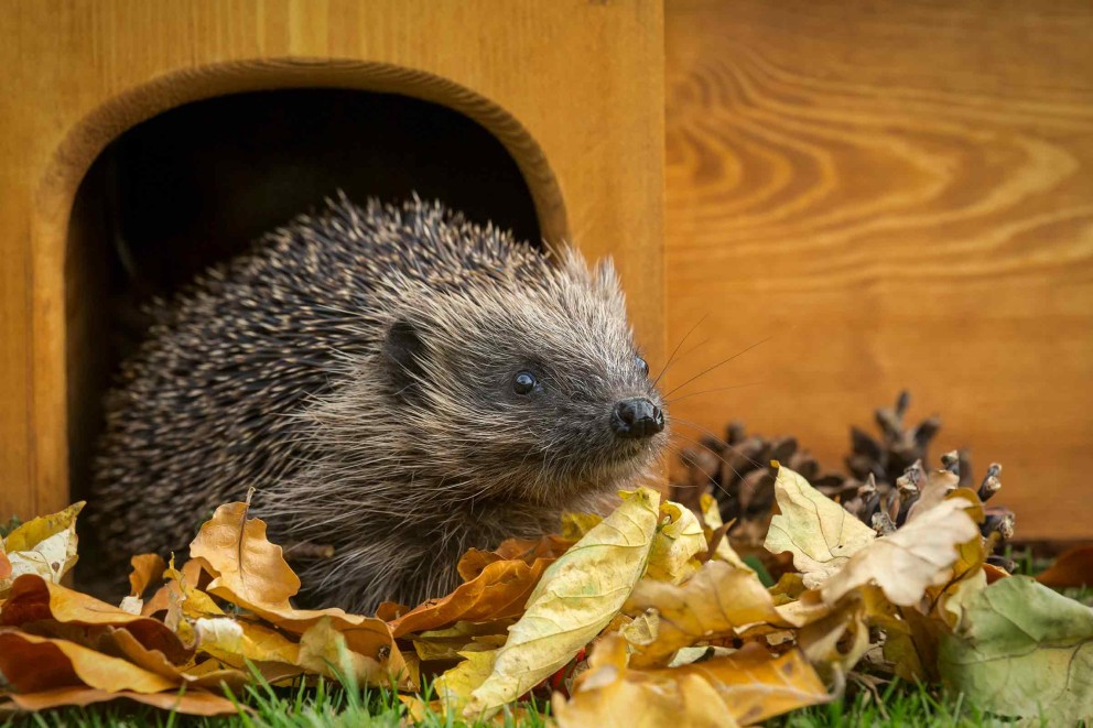 Igel vor einem Igelhaus mit Laub Igel vor einem Igelhaus mit Laub