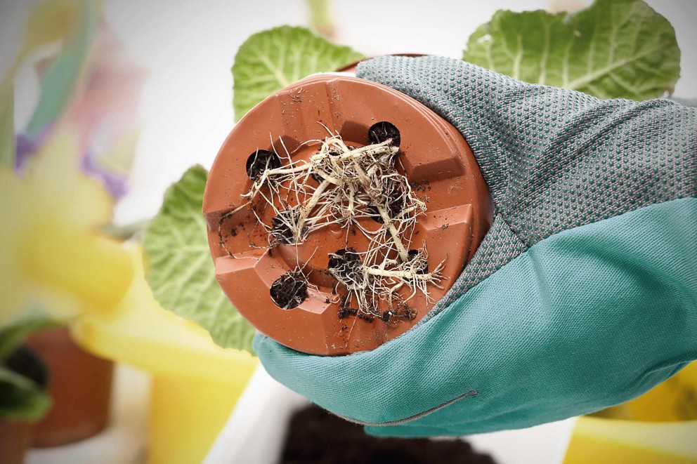 À quoi reconnais je qu'une plante doit être rempotée? À quoi reconnais je qu'une plante doit être rempotée?
