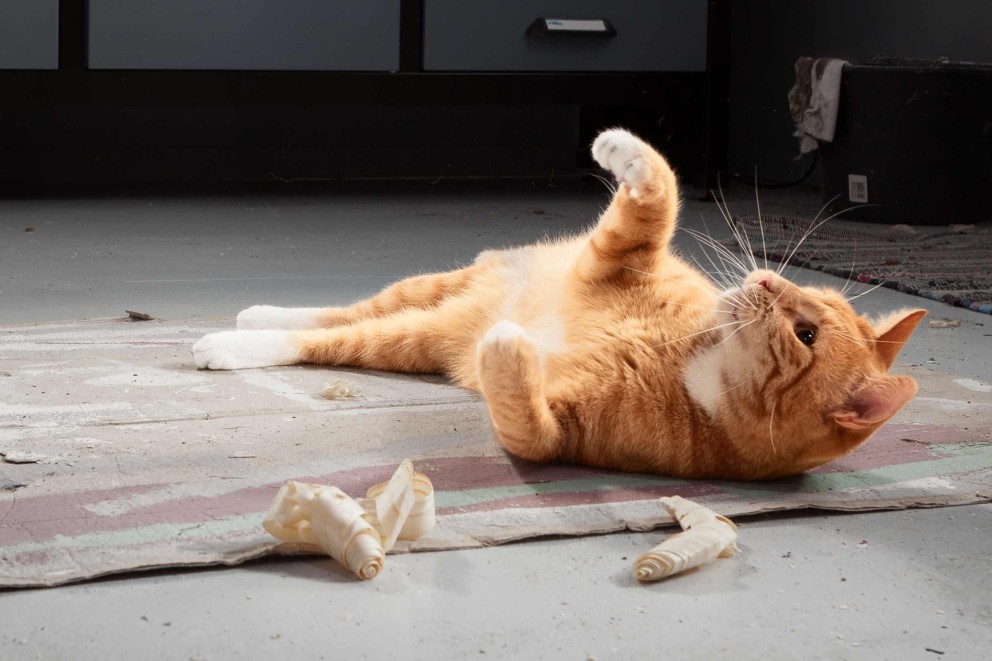 Bien élever un chat Bien élever un chat