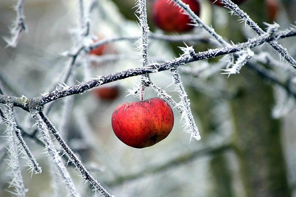 Was brauchen Gartenpflanzen im Winter? Was brauchen Gartenpflanzen im Winter?