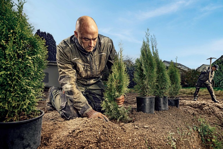 Planter une brise-vue