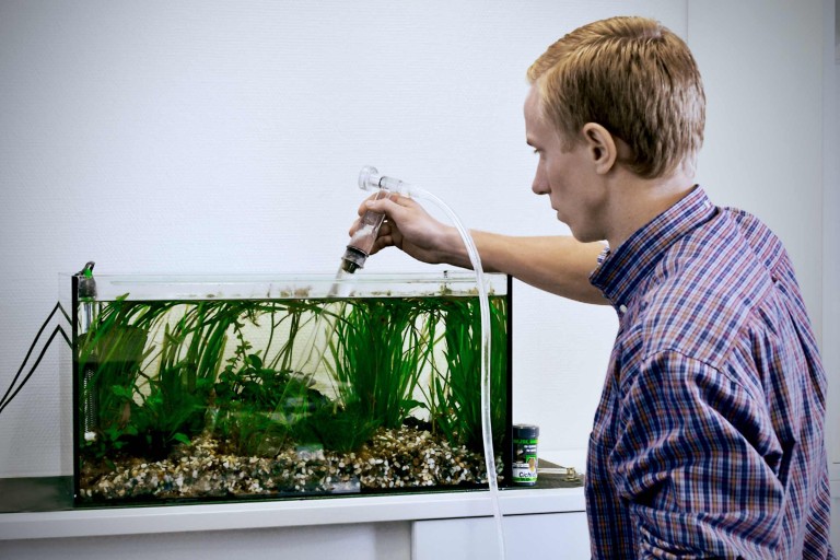 Décoration pour aquarium - Acheter sur HORNBACH