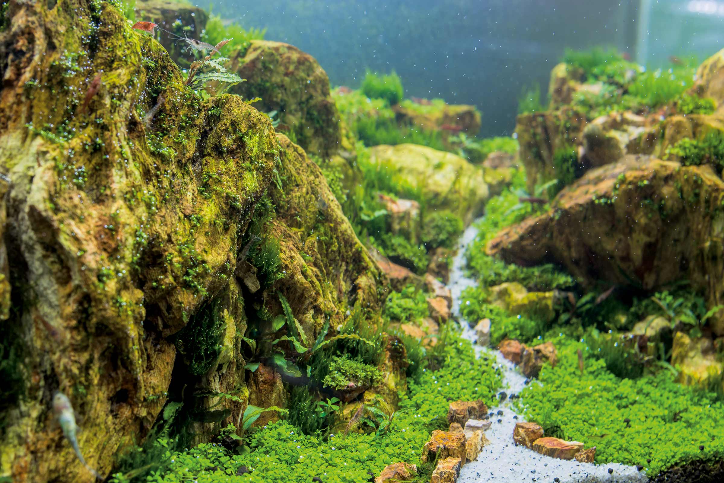 Dekoratives Süßwasseraquarium mit Steinen, Pflanzen und Wassertieren