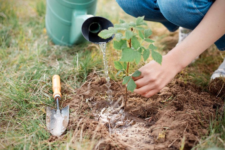 Planter et tailler des framboisiers