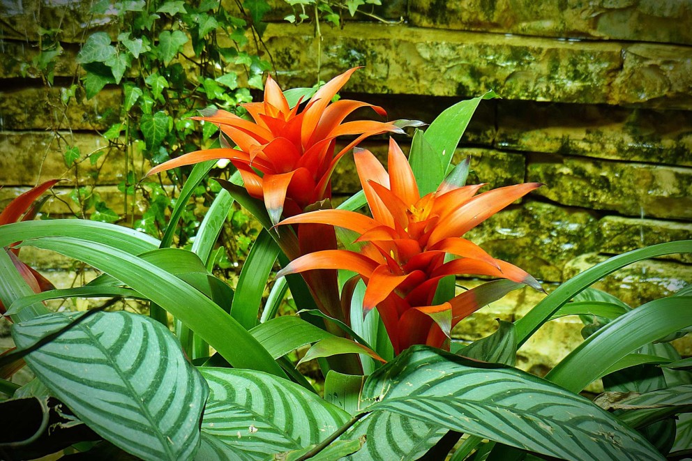 Bromelien Bromelien