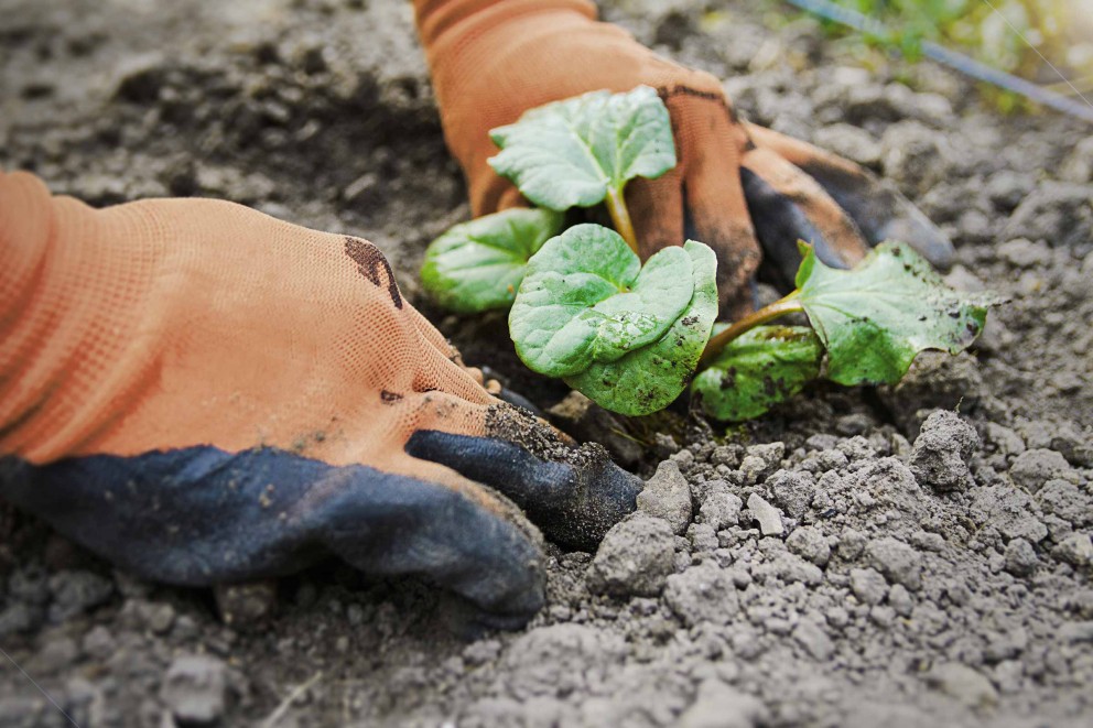 
							Planter la rhubarbe
						