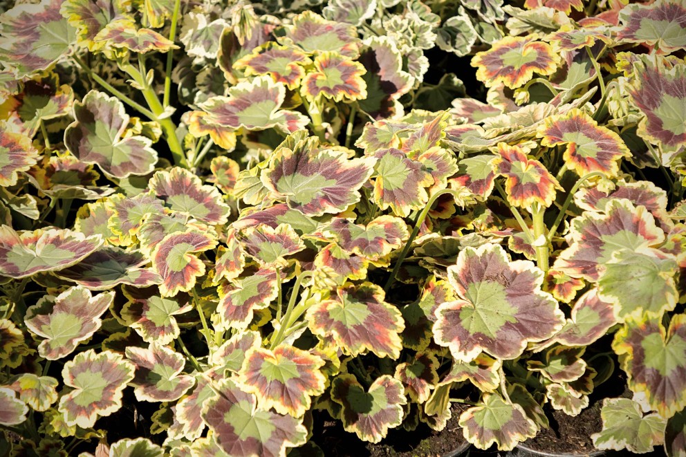 
				Géranium à feuilles décoratives

			
