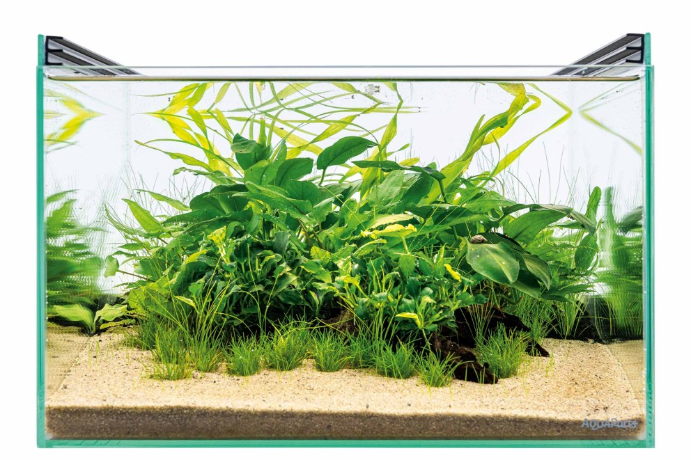 Tipps für das Layout des Aquascapes Tipps für das Layout des Aquascapes