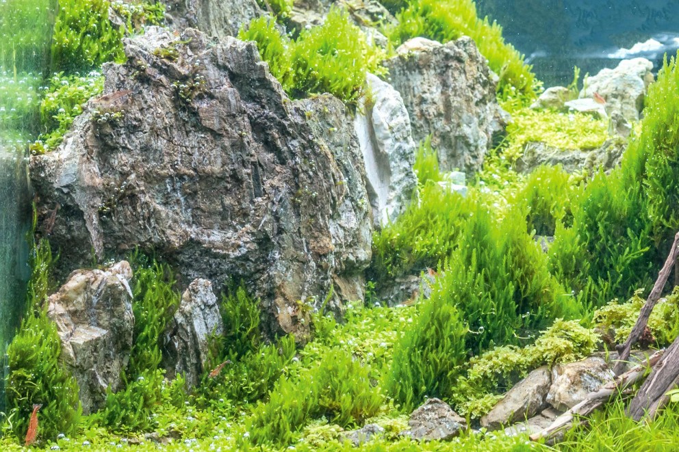 Iwagumi – Steingärten unter Wasser Iwagumi – Steingärten unter Wasser
