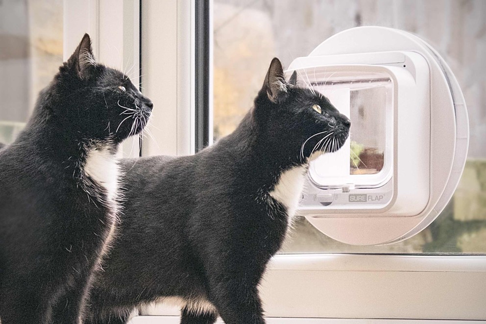Trappe pour animaux domestiques Trappe pour animaux domestiques