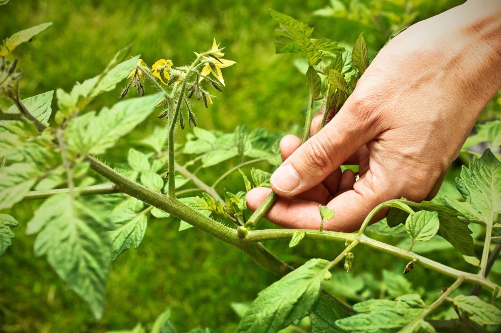 Eine Hand entfernt einen Trieb einer Tomatenpflanze.