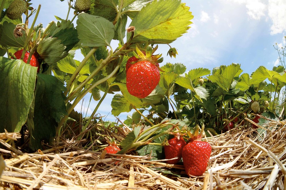 Emplacement et sol pour fraisiers Emplacement et sol pour fraisiers