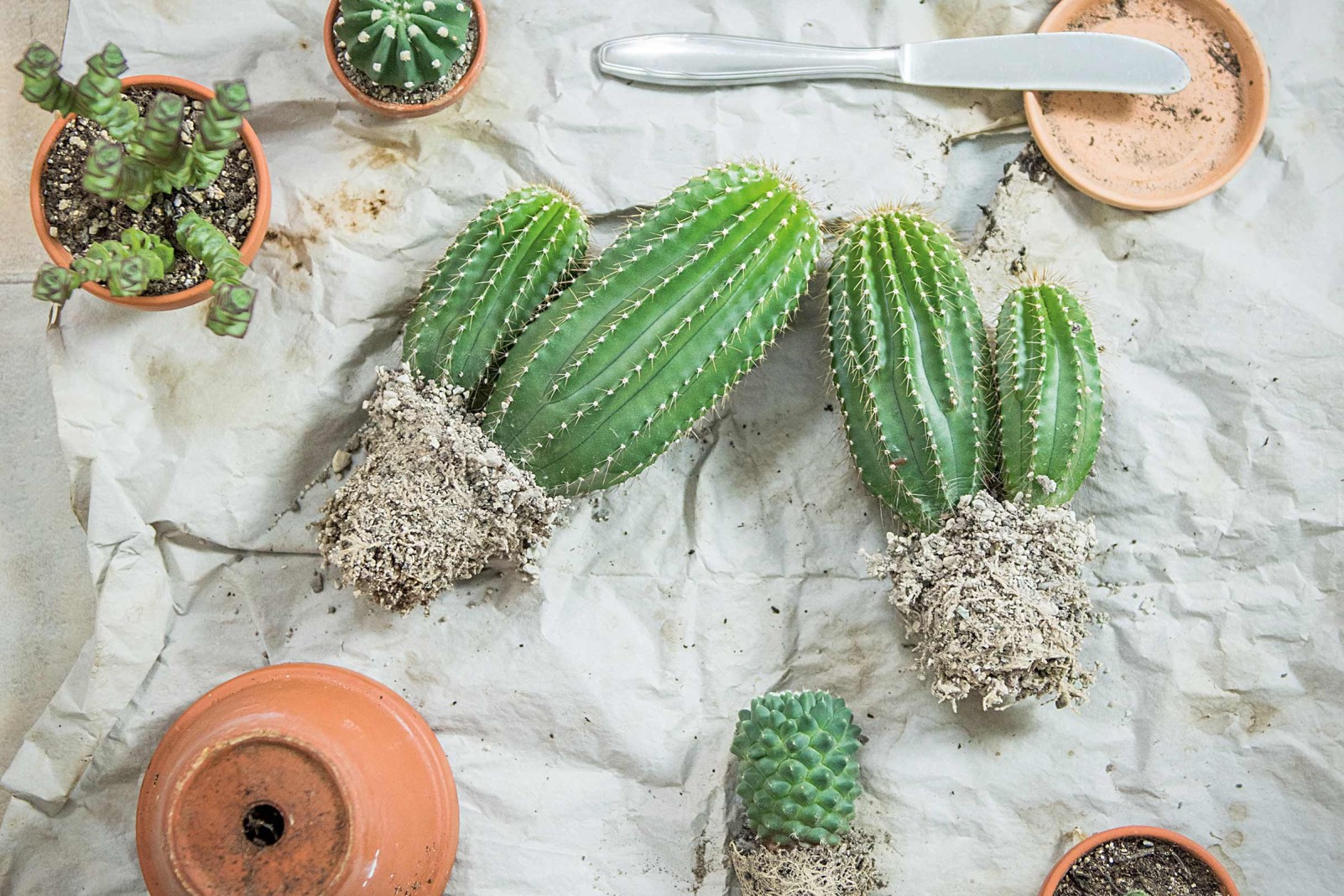 Entretien Et Arrosage Des Cactus I Hornbach 