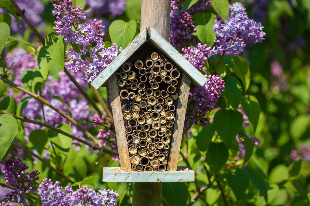 Comment construire un bon hôtel à insectes? Comment construire un bon hôtel à insectes?