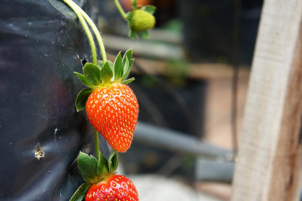 Des fraises dans des sacs à plantes Des fraises dans des sacs à plantes