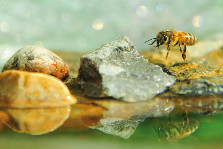 Construire soi-même un abreuvoir à abeilles et à oiseaux