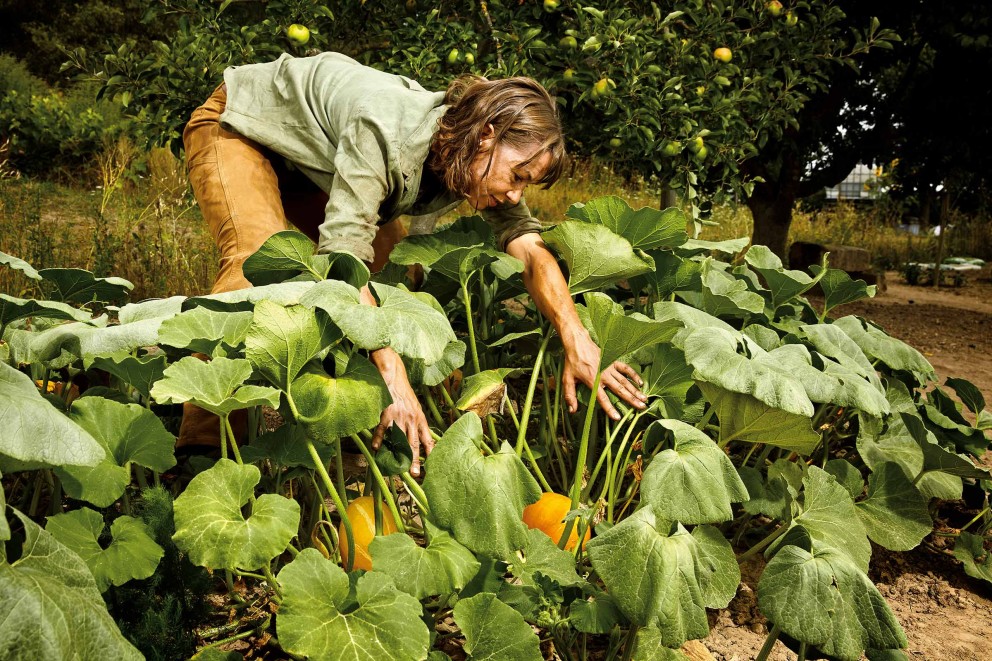 
							Planter des courges
						