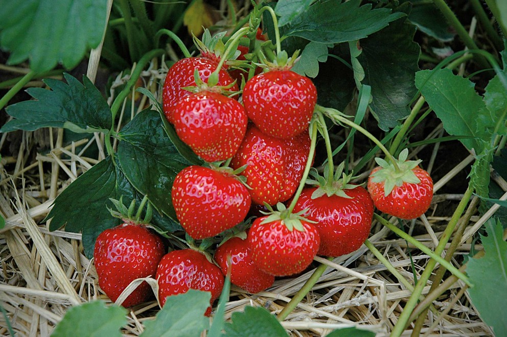Fraisiers Fraisiers