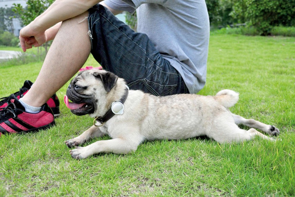 Aktivitätstracker für Hunde Aktivitätstracker für Hunde
