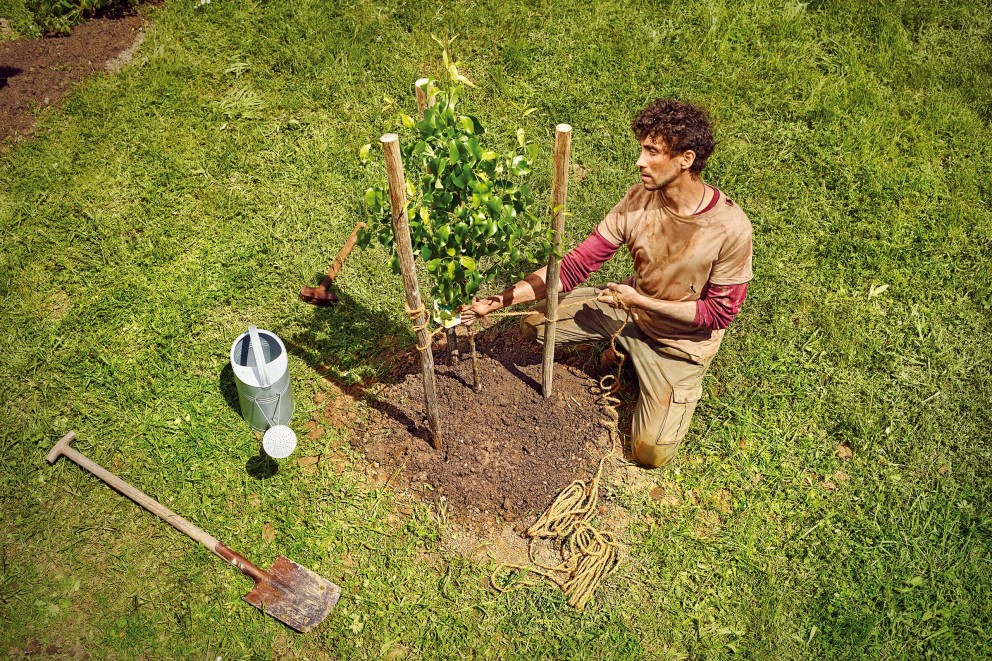 Tuteurage des arbres fruitiers Tuteurage des arbres fruitiers