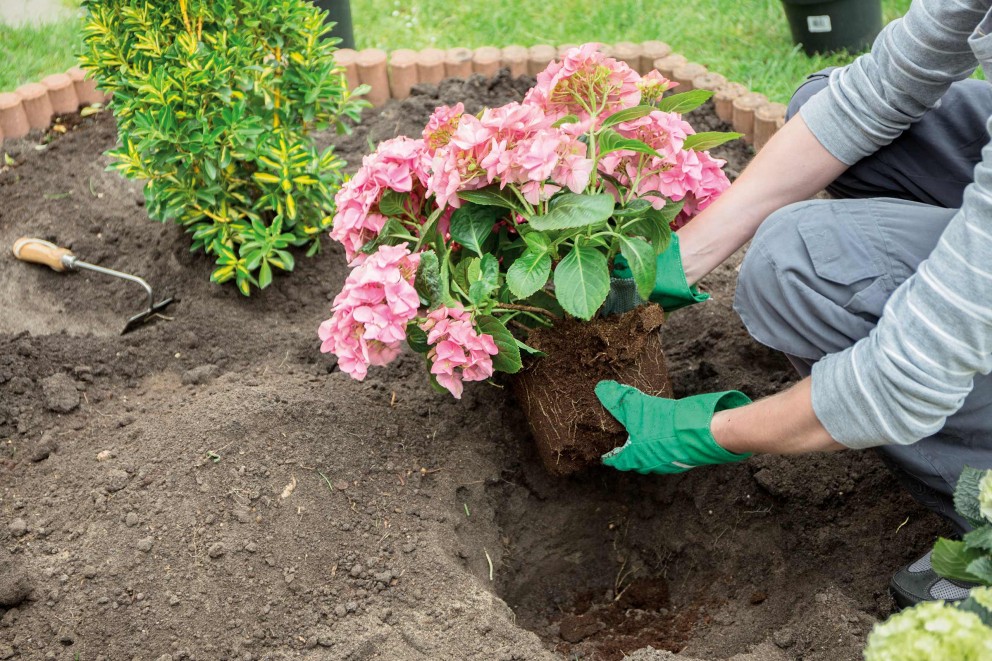 Planter des fleurs Planter des fleurs