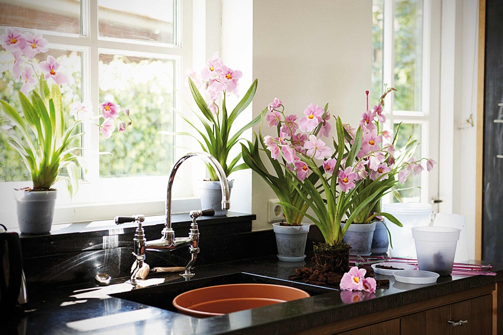 Arroser les orchidées Arroser les orchidées