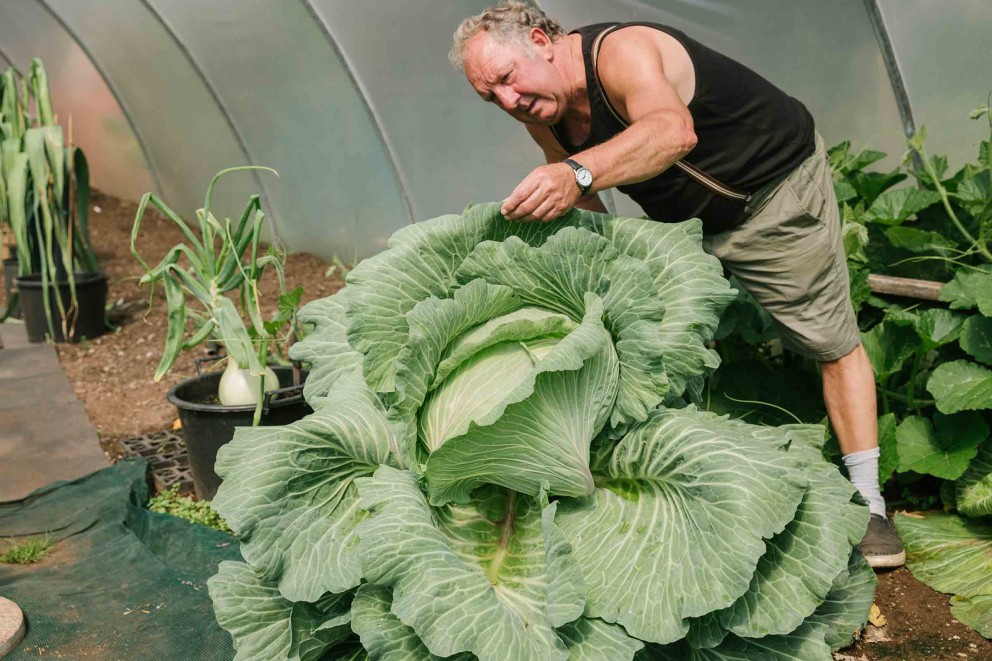 Un homme examine un énorme chou dans une serre. D'autres plantes sont visibles en arrière-plan.
