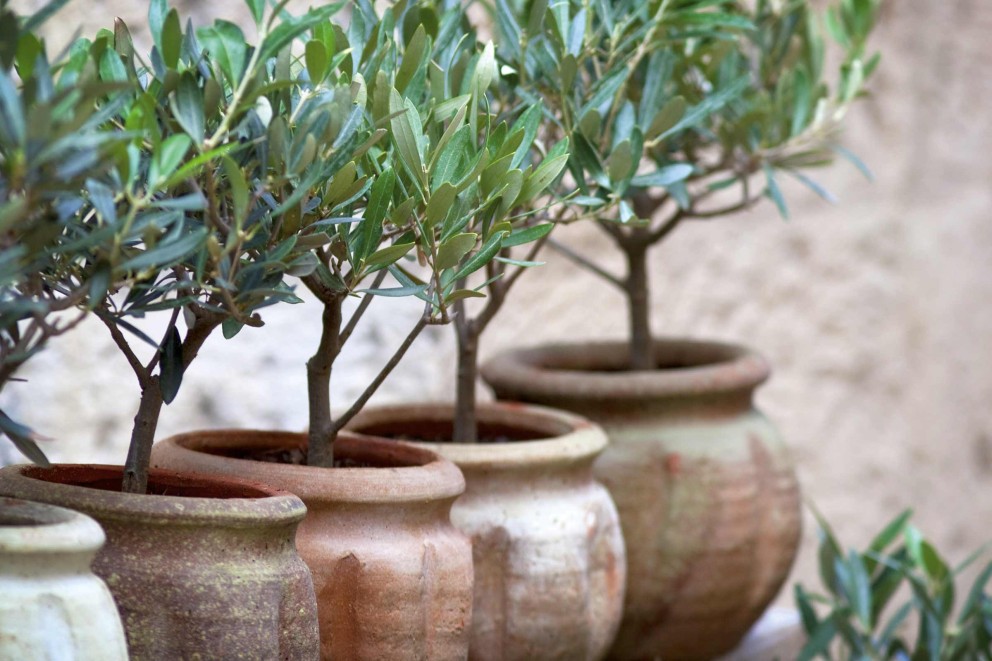 Die 5 schönsten mediterranen Kübelpflanzen