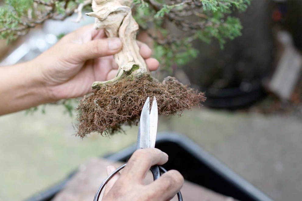 Rempoter un bonsaï: étape par étape Rempoter un bonsaï: étape par étape