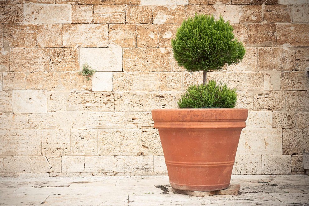 Planter des conifères en bac Planter des conifères en bac