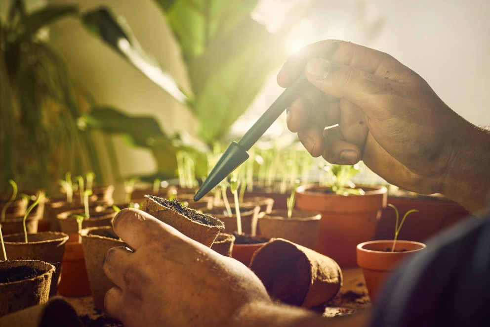 Jardinier humidifiant un semis dans un pot de culture avec une pipette, entouré d'autres pots de culture avec de jeunes plantes.