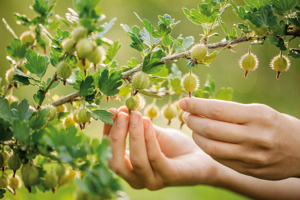 Stachelbeeren pflanzen und schneiden HORNBACH