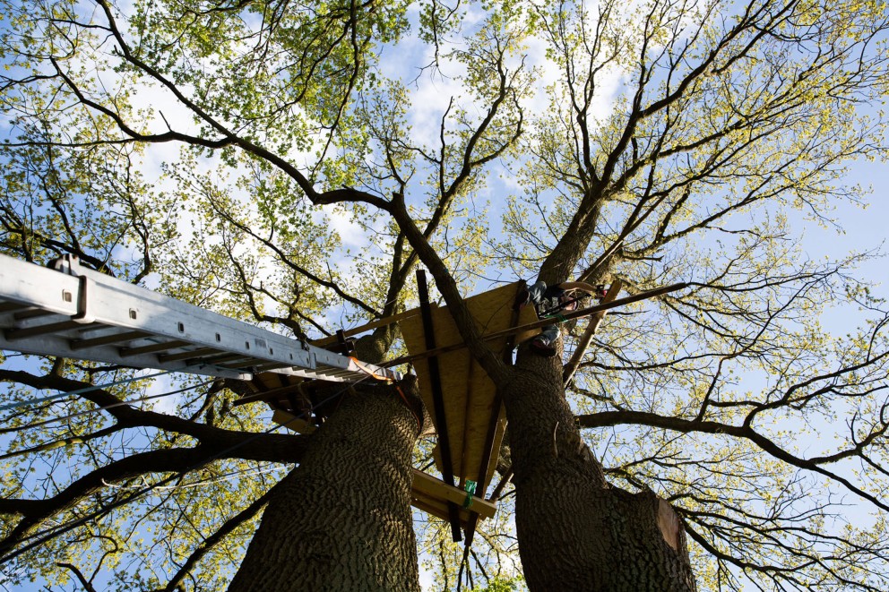 
				Des planches entourent le tronc pour pouvoir travailler tout autour de l&lsquo;arbre.

			