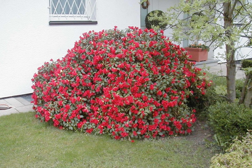 
				Rhododendron Repens Hybrid

			