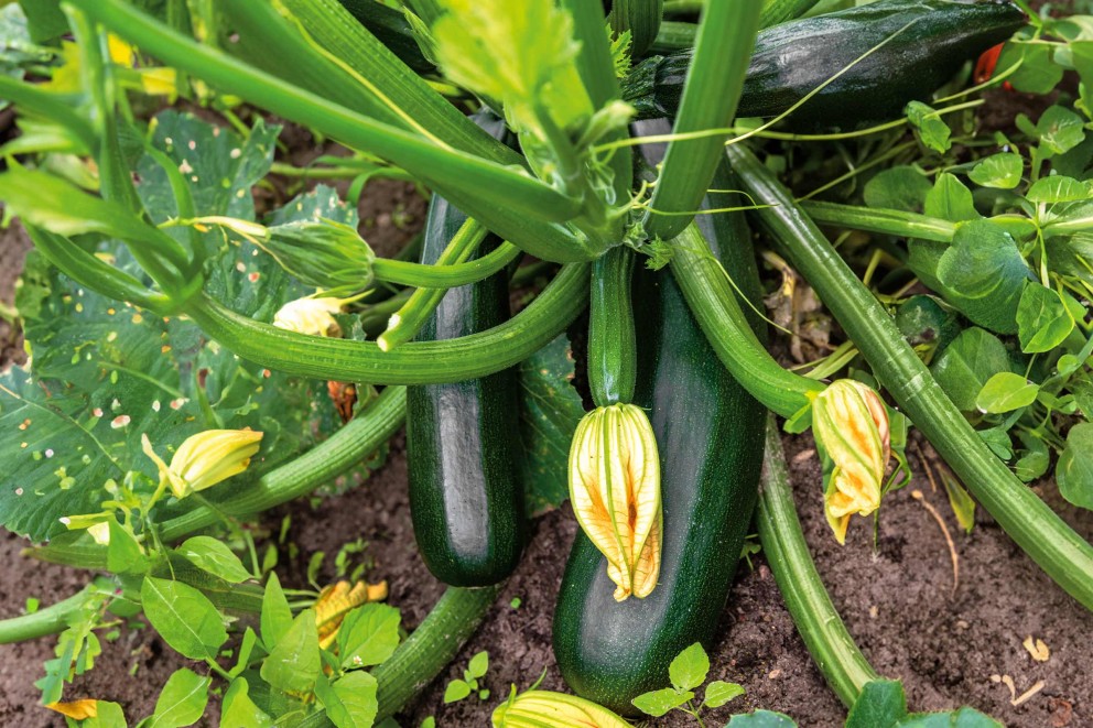 Rotation des cultures pour la courgette Rotation des cultures pour la courgette