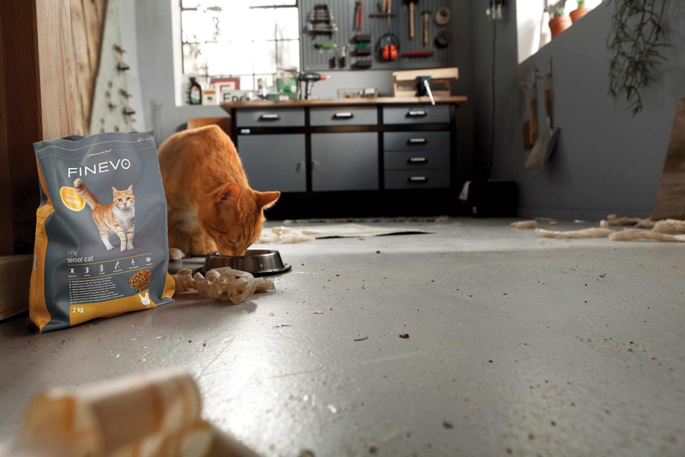 Katzen Pflege Katzen Pflege