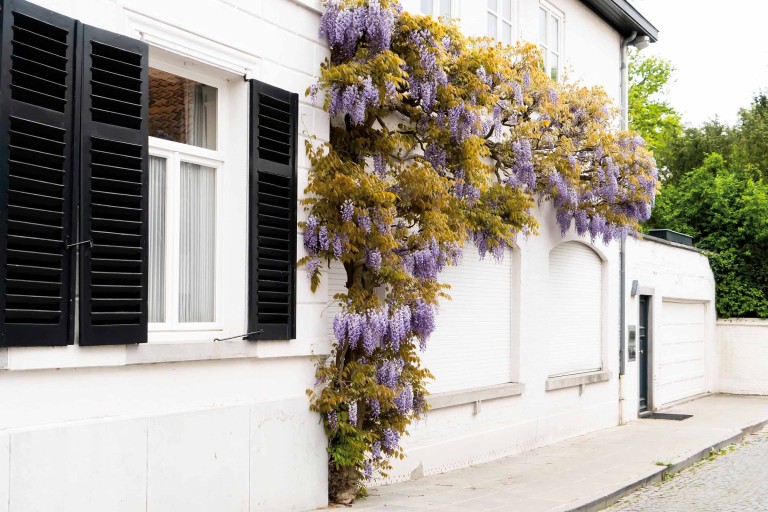 Entretenir des plantes grimpantes