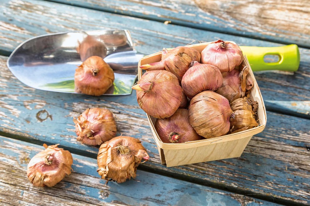 Conseils & astuces sur les bulbes de fleurs 01 Conseils & astuces sur les bulbes de fleurs 01